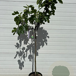 Ficus carica 80-90 HA 15L