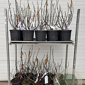 Ficus carica GM cont. 90L