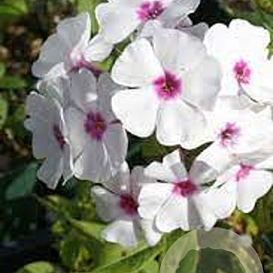 Phlox (P) 'Graf Zeppelin' GM P9