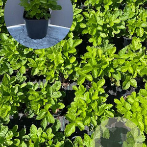 Fragaria vesca GM 2,0L