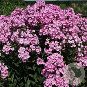 Phlox (P) 'Herbstwalzer' GM P9