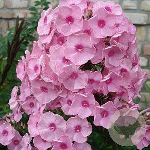 Phlox (P) 'Herbstwalzer' GM P9