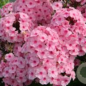 Phlox (P) 'Herbstwalzer' GM P9
