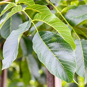 Juglans r. 'Buccaneer' 18-20 HO draadkluit