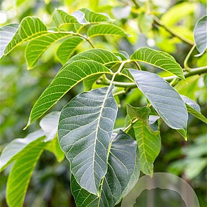 Juglans r. 'Buccaneer' 18-20 HO draadkluit