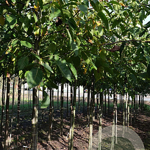 Juglans r. 'Coenen' 10-12 HO draadkluit