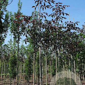 Juglans r. 'Purpurea' 8-10 HO draadkluit