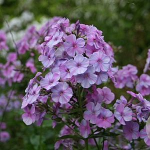 Phlox (P) 'Lilac Time' GM P9