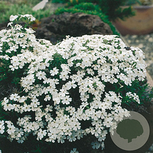 Phlox (S) 'Maischnee' GM P9