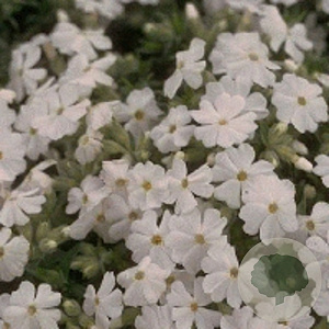 Phlox (S) 'Maischnee' GM P9