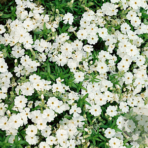 Phlox (S) 'Maischnee' GM P9