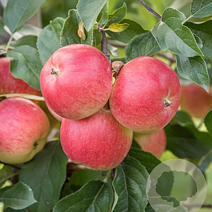 Malus d. 'Rubinola' 14-16 HO draadkluit 3 X verplant