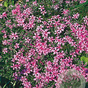 Phlox (S) 'Moerheimii' GM P9