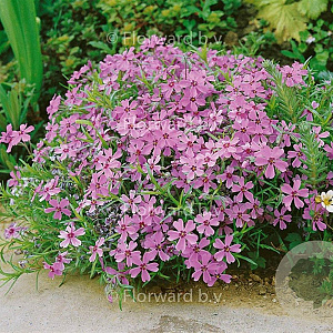 Phlox (S) 'Moerheimii' GM P9