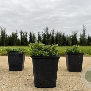 Phlox (S) 'Moerheimii' GM P9