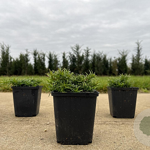 Phlox (S) 'Moerheimii' GM P9