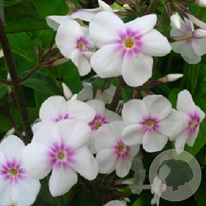 Phlox (M) 'Omega' GM P9