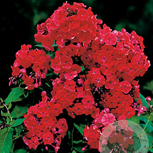 Phlox (P) 'Orange Perfection' GM P9