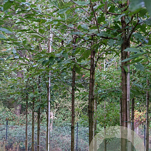 Prunus a. 'John Frost' 14-16 HO draadkluit