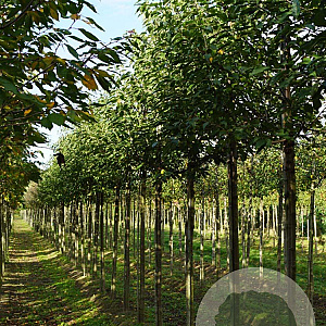 Prunus a. 'John Frost' 18-20 HO draadkluit