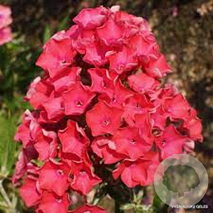 Phlox paniculata Pünktchen GM P9