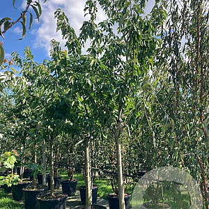 Prunus a. 'Sunburst' 20-25 HA cont. 130L