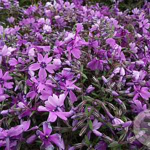 Phlox (S) 'Purple Beauty' GM P9