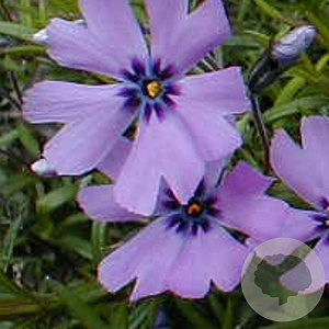 Phlox (S) 'Purple Beauty' GM P9