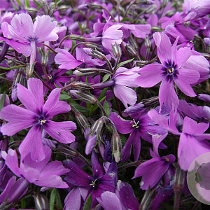 Phlox (S) 'Purple Beauty' GM P9