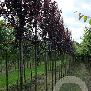 Prunus cer. 'Nigra' 8-10 HO draadkluit