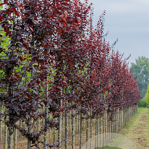 Prunus cer. 'Nigra' 14-16 HO draadkluit