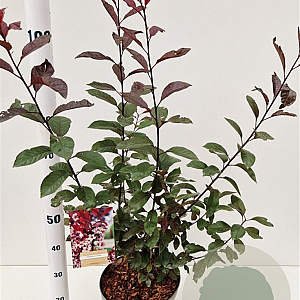 Prunus cistena 60-80 cm 7,5L