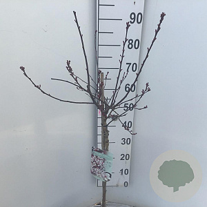 Prunus cistena 60 cm stam 5,0L