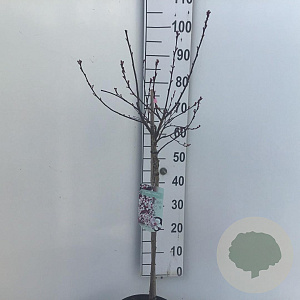 Prunus cistena 60 cm stam 5,0L