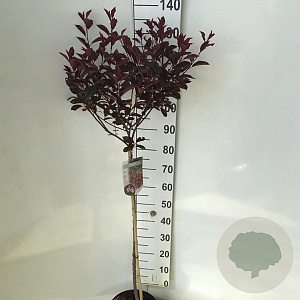 Prunus cistena 90 cm stam 7,5L