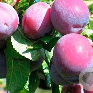 Prunus d. Althans Reine Claude 8-10 HA 15L