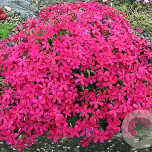 Phlox (D) 'Red Admiral' GM P9
