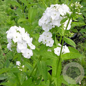 Phlox (P) 'Rembrandt' GM P9