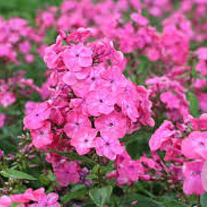 Phlox (P) 'Rijnstroom' GM P9