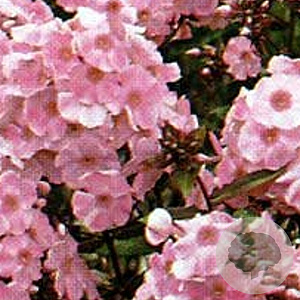 Phlox (P) 'Rijnstroom' GM P9