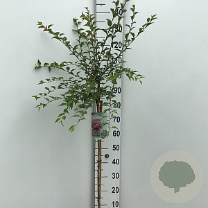 Prunus 'Hally Jolivette' 90 cm stam 7,5L