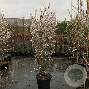 Prunus incisa 'Kojou-no-mai' 200-250 cm draadkluit struik