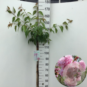 Prunus 'Kiku-shidare-zakura' 125 cm stam 7,5L