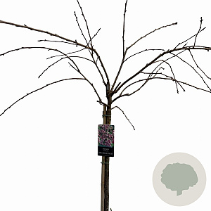 Prunus 'Kiku-shidare-zakura' 150 cm stam 10L
