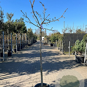 Prunus 'Kiku-shidare-zakura' halfstam container