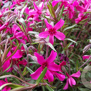 Phlox (S) 'Scarlet Flame' GM P9