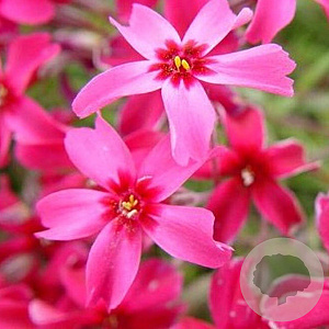 Phlox (S) 'Scarlet Flame' GM P9
