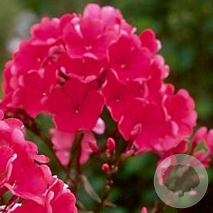 Phlox (P) 'Starfire' GM P9