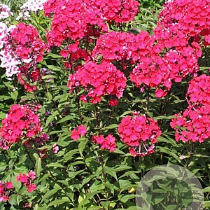 Phlox (P) 'Starfire' GM P9