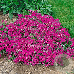 Phlox (S) 'Temiskaming' GM P9